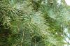Abies concolor